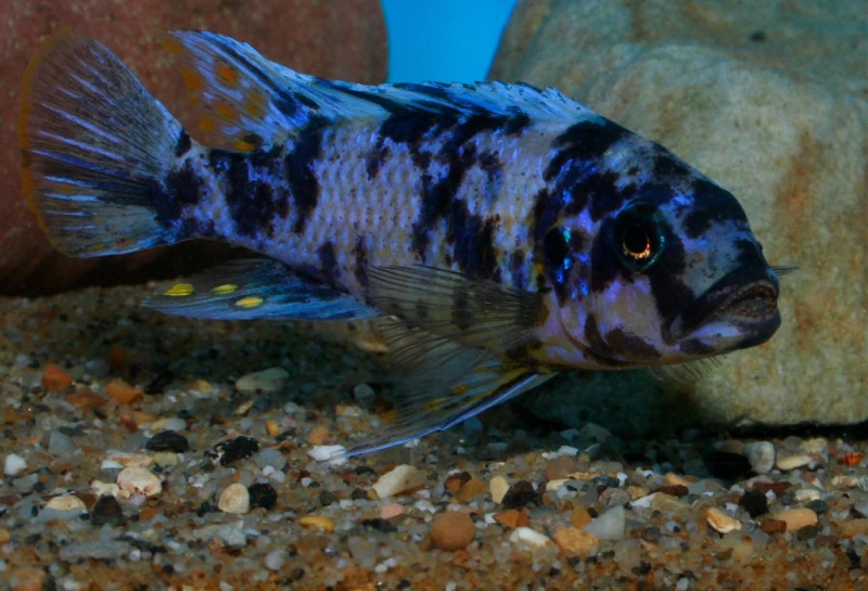 Maylandia fainzilberi 'Nsele'